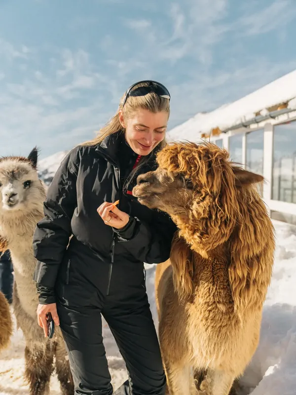 Альпаки пасутся на площадке парка